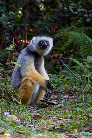 Diademed Sifaka 2