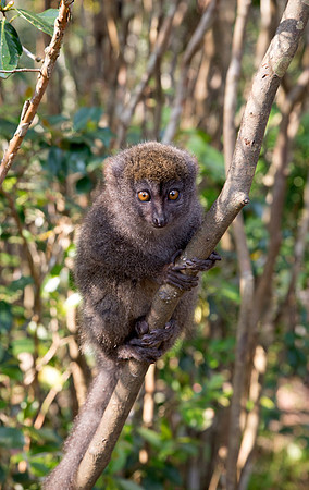 Grey Bamboo Lemur 2