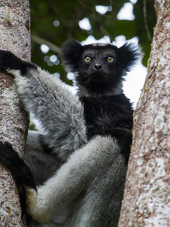 Indri 3