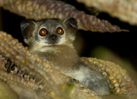 Northern Rufous Mouse Lemur