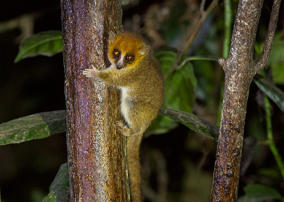 Gray Brown Mouse Lemur 1