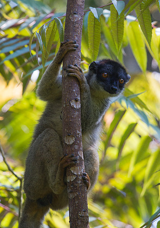 Common Brown Lemur 4