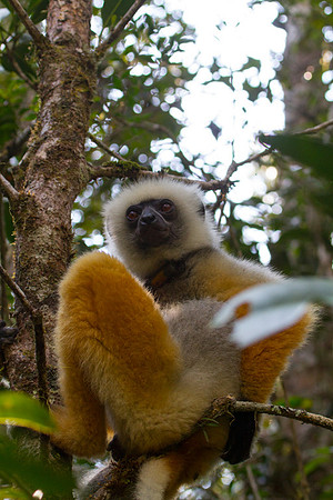 Diademed Sifaka 1
