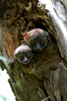 Northern Weasel Lemur and Babe 2