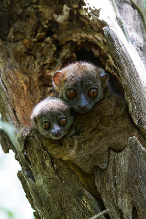 Northern Weasel Lemur and Babe 2