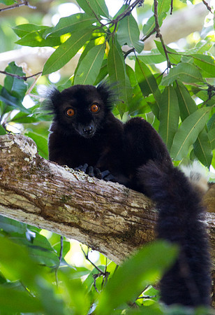 Black Lemur 2