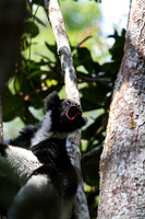 Indri Howling 3
