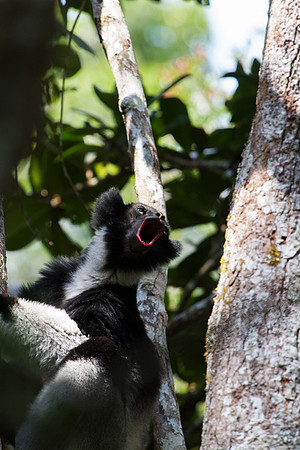 Indri Howling 3