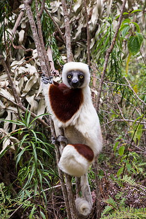 Coquerel's Sifaka 3