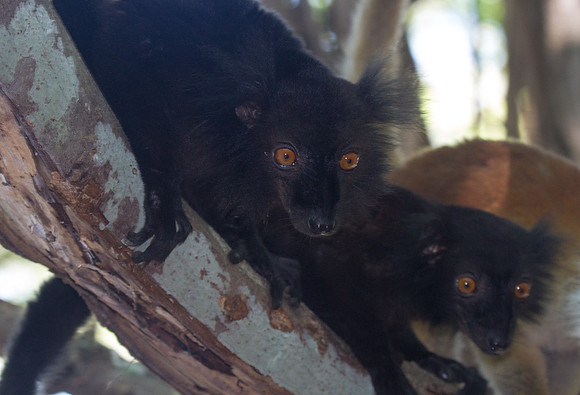 Black Lemurs