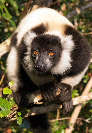 Black and White Ruffed Lemur 2