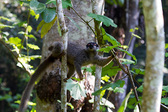 Common Brown Lemur 3