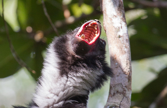Indri Howling 1