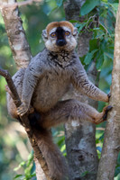 Red Fronted Brown Lemur 4