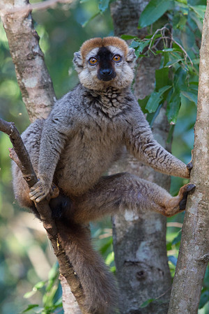 Red Fronted Brown Lemur 4