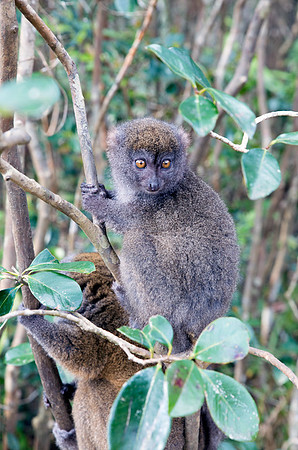 Grey Bamboo Lemur 1