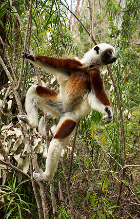 Coquerel's Sifaka 2