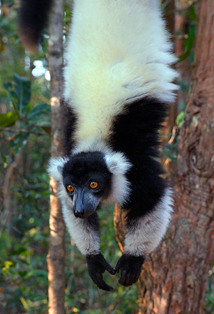 Black and White Ruffed Lemur 3
