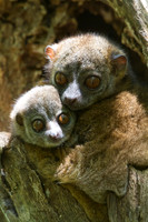 Northern Weasel Lemur and Babe 3