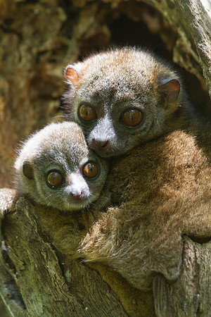 Northern Weasel Lemur and Babe 3