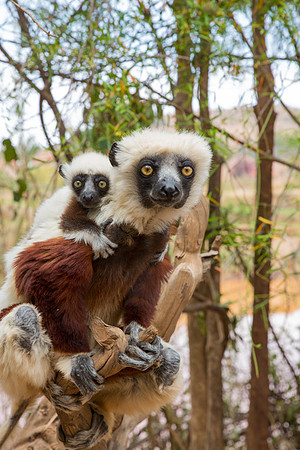 Coquerel's Sifaka with Baby