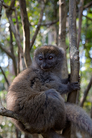 Eastern Wooly Lemur 1