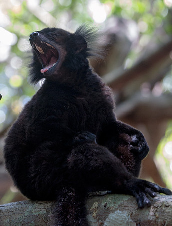 Black Lemur 1