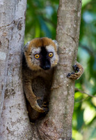 Red Fronted Brown Lemur 5