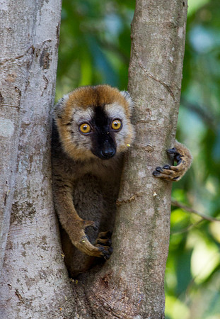 Red Fronted Brown Lemur 5