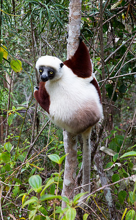 Coquerel's Sifaka 1