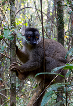 Brown Lemur 1