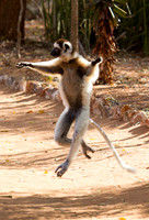 Verreaux's Sifaka Dancing 1