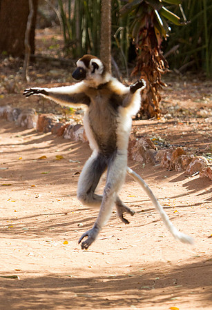Verreaux's Sifaka Dancing 1
