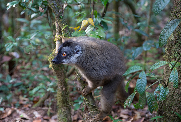 Brown Lemur 2