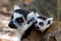 Ring Tailed Lemur Mother and Baby 2