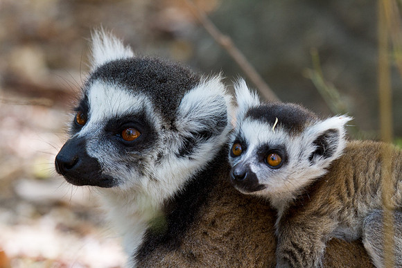 Ring Tailed Lemur Mother and Baby 2