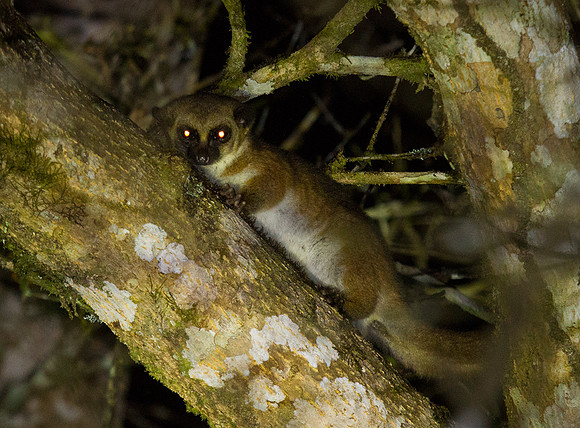 Hairy Eared Dwarf Lemur