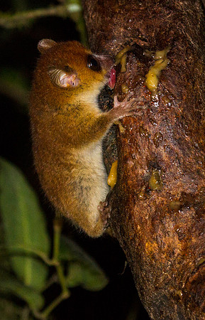 Gray Brown Mouse Lemur 2