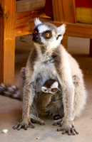 Ring Tailed Lemur and Baby at Berenty