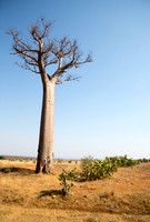 Baobab 4