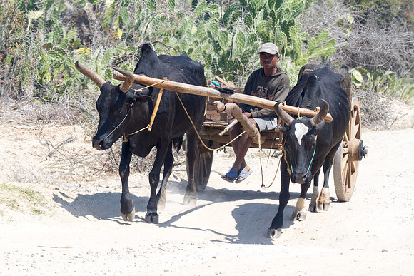 Zebu Cart