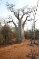 Baobab 1