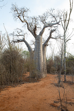 Baobab 1