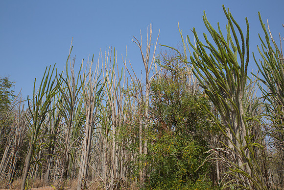 Spiney Forest 2