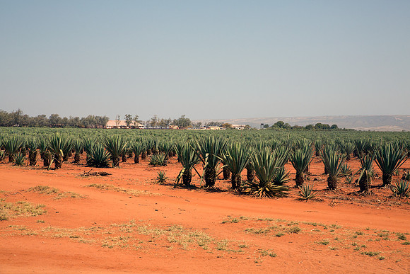 Sissel Field
