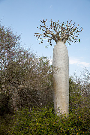 Baobab 2