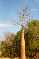 Baobab 3