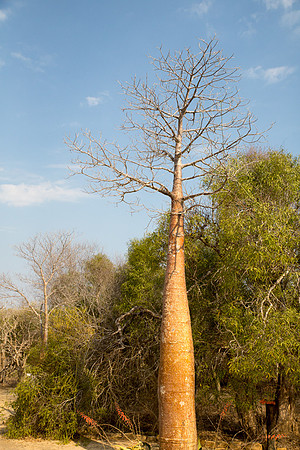 Baobab 3