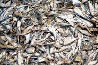 Ambohimahasoa Market Dried Fish