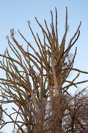 Spiney Forest Trees 1